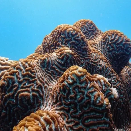 corales-1